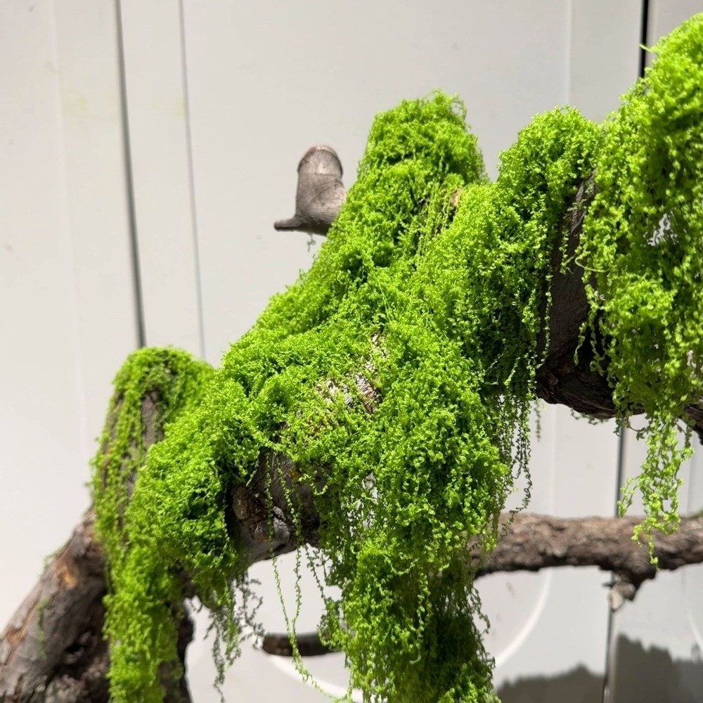 Terrarium Moss Art - ポリエステル製人工苔植物 DIYクラフト リアルな質感の保存されたトナカイ苔 オールシーズン緑 水やり不要